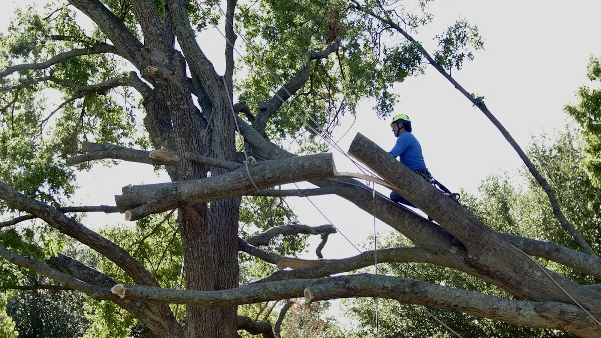 Professional Crown Thinning performed by certified arborists in Dalmatia
