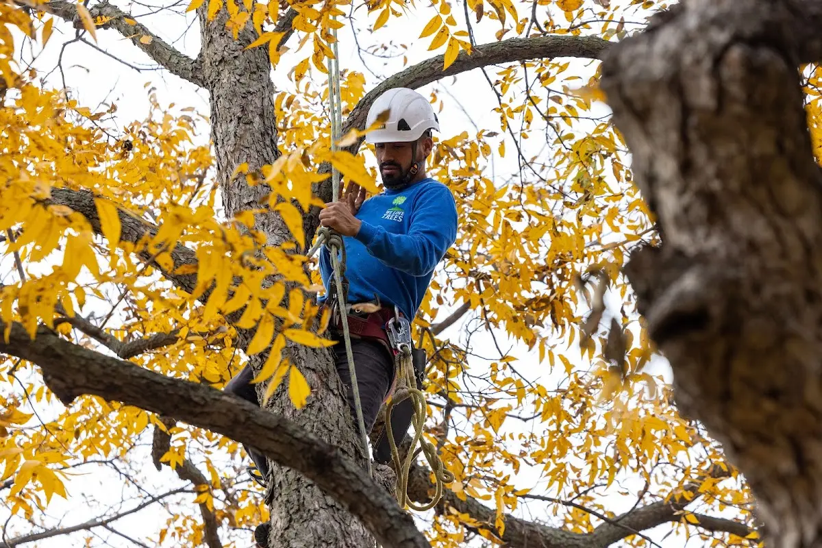 Skilled Tree Pruning crew working in Dalmatia